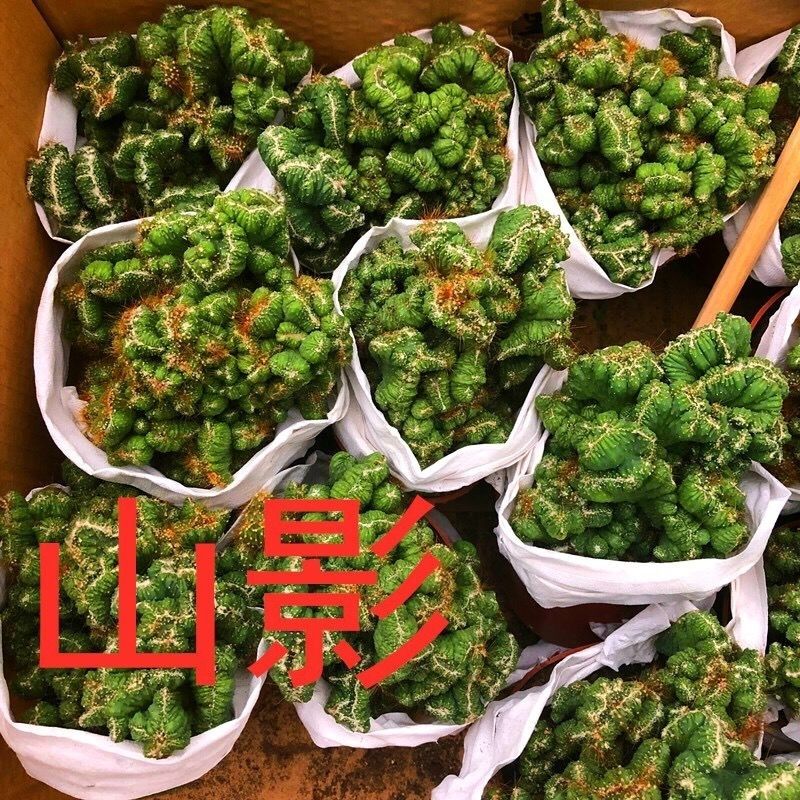 520虎头山影盆栽仙人山罗汉山影仙人掌多肉类植物吸甲醛盆景花虎头