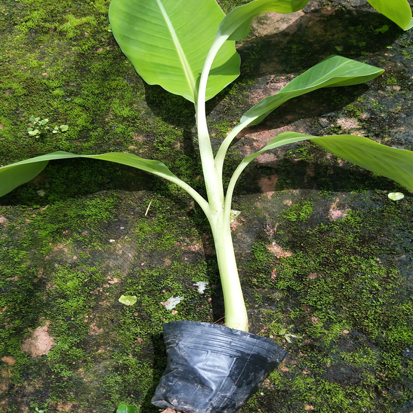 香蕉树苗皇帝蕉红蕉矮化蕉芭蕉西贡蕉粉蕉庭院果树苗盆栽香蕉苗皇帝蕉