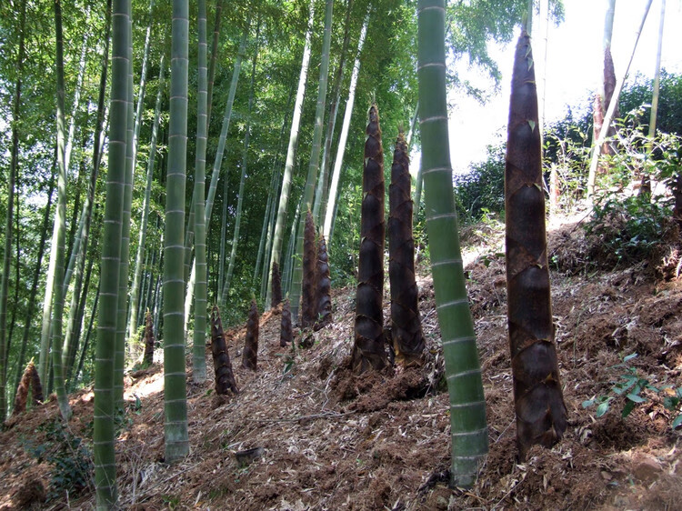 大型楠竹苗种苗楠竹大毛竹根竹笋苗春冬庭院竹子苗大南竹种子耐寒10节