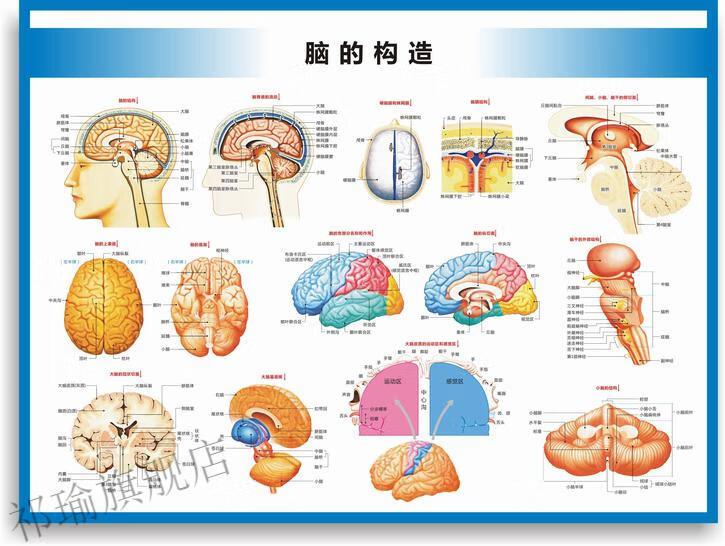 医院科室挂图宣传图脑的构造图脑的结构大脑结构图大脑解剖图脑部构造