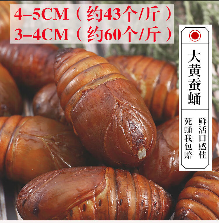 东北特产蚕蛹新鲜蝉蛹带壳大茧蛹活的500g活体大黄柞45cm二黄蛹约43个