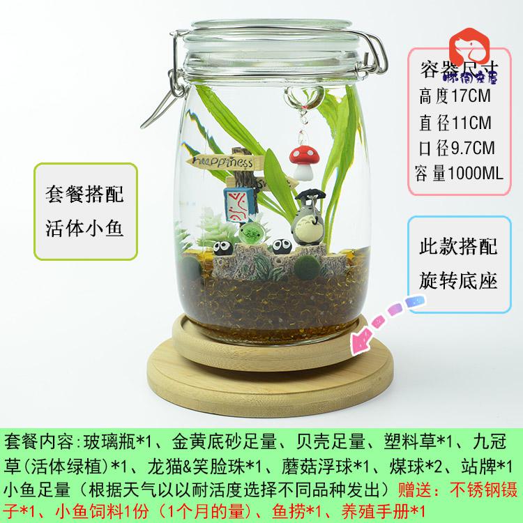 水培植物活鱼斑马鱼生态瓶微景观办公室迷你盆栽diy鱼缸水生植物大号