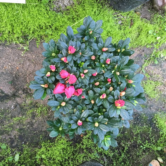 好适用空间:阳台,客厅,办公桌,书房品种:杜鹃花类别:木本花卉开花季节