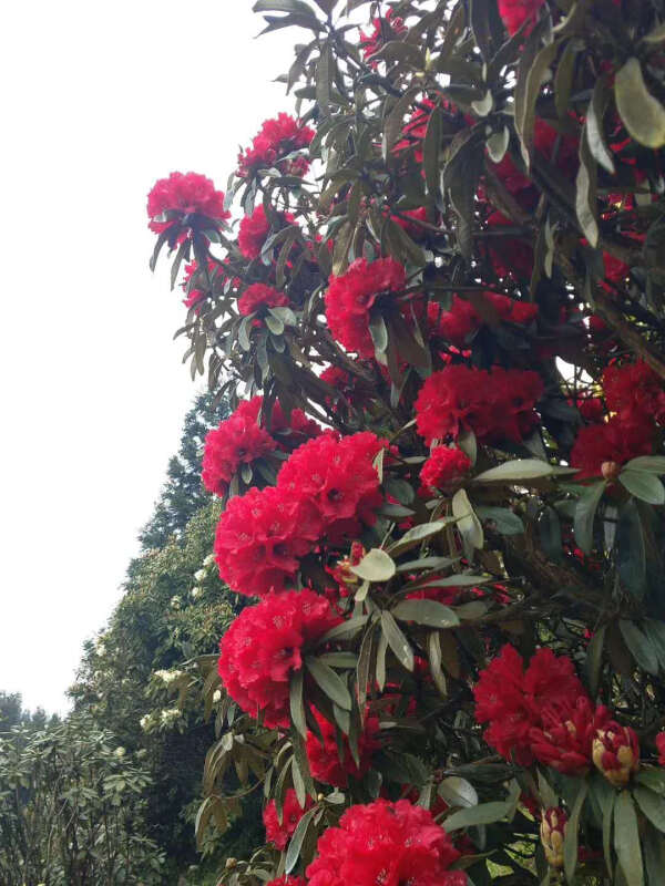 贵州纳雍高山杜鹃花大树苗马缨花映山红小苗大树庭院盆栽 粉红色a1 二