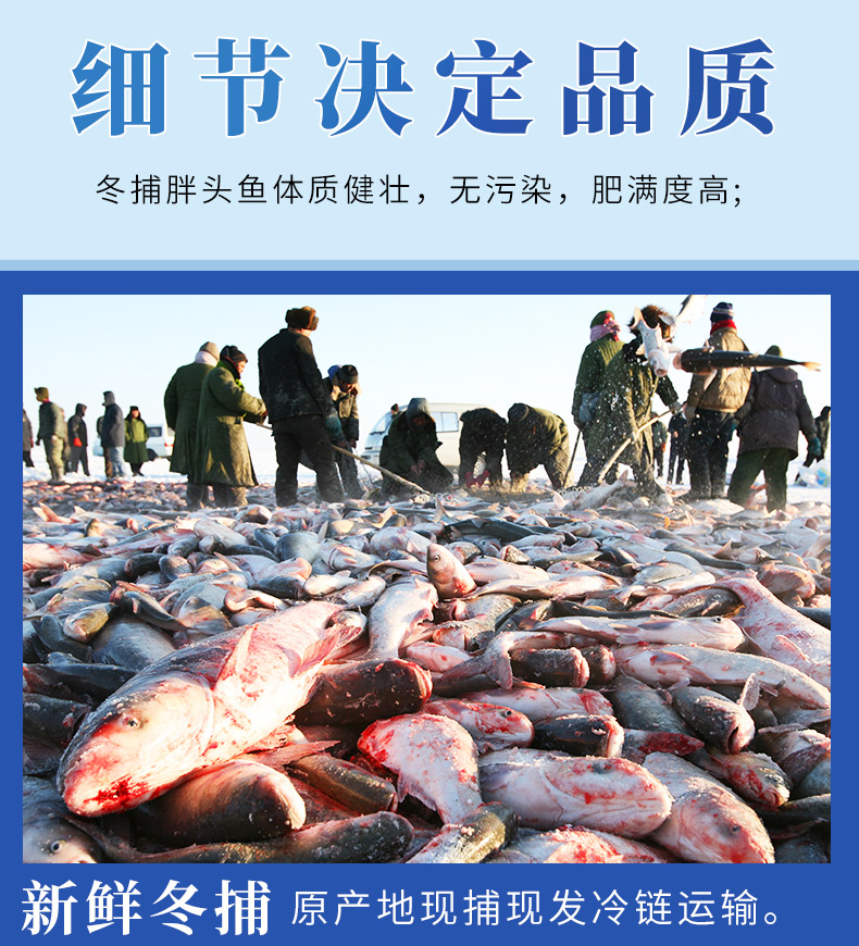 沢素湾冬捕胖头鱼吉林松原东北特产淡水湖鱼鲤鱼30斤左右一条顺丰冷链