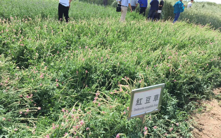 红豆草种子 驴食豆青饲牧草 林田果园绿肥固氮 景观花卉 蜜源植物