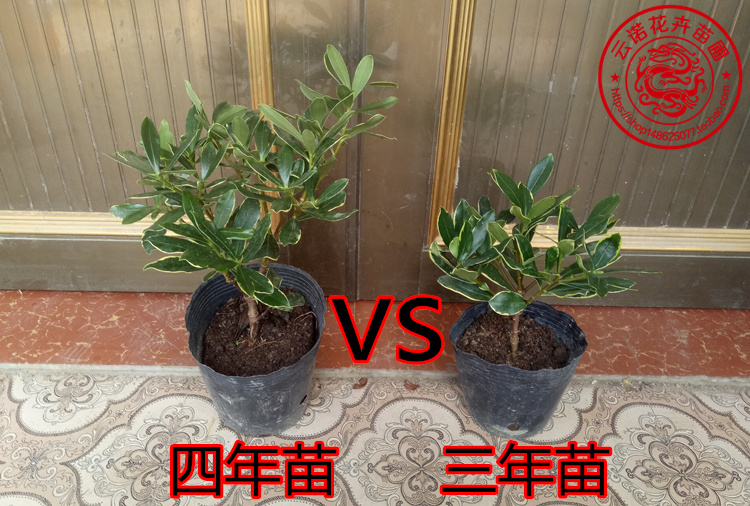 金边瑞香盆栽大苗带花盆栽小苗冬季室内花卉植物四季适宜店主4年苗