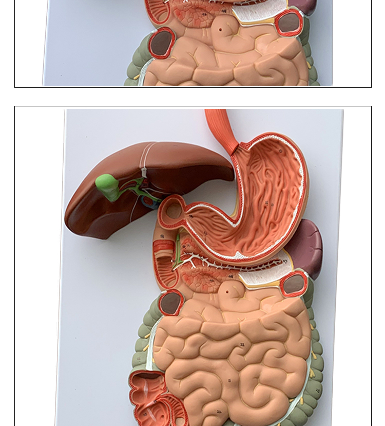人体消化模型内脏器官解剖心脏鼻咽喉肠胃医院学校用教学教具人体消化