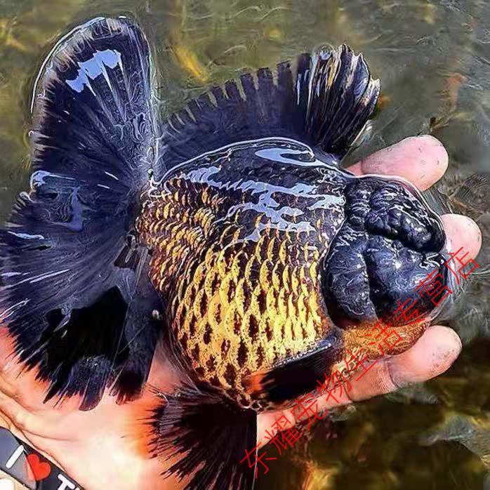 天弗黑泰狮红白泰狮红泰狮花泰狮金鱼观赏鱼游姿威猛有力身型饱满 10