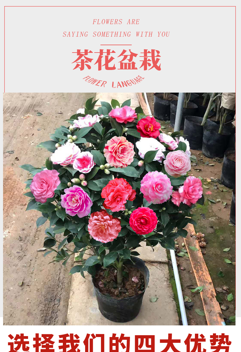 赤丹花卉植物室内好养茶花树苗四季开花百变女王6年苗带花苞不含盆