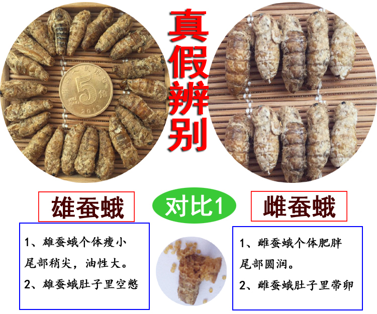 中药材雄蚕蛾男公补片未交配交尾500克纯雄蛾泡酒料滋补原晚蛾虫