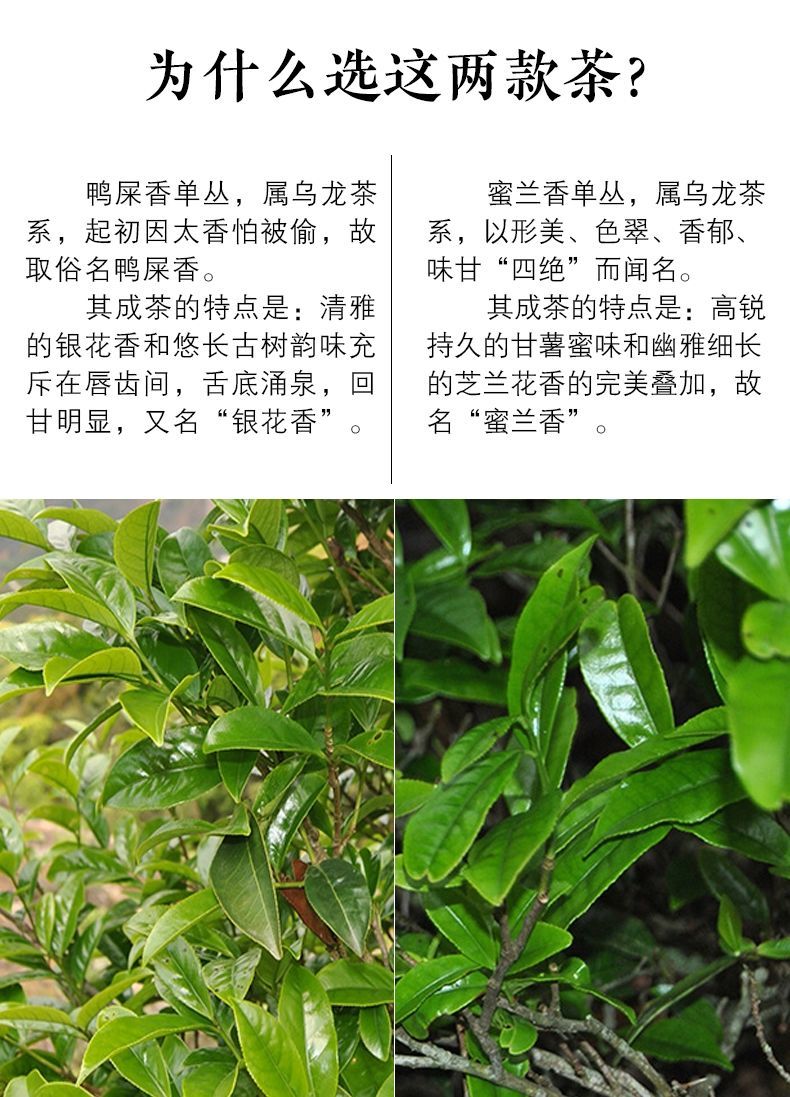 凤凰单丛高山茶叶清香型鸭屎香蜜兰香浓香型特级单枞礼盒鸭屎香500克