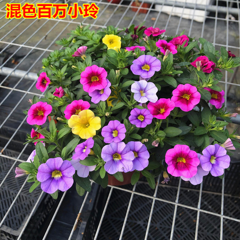 百万小玲盆栽花苗阳台庭院垂吊开花植物花期长好养易爆盆花卉带花大花