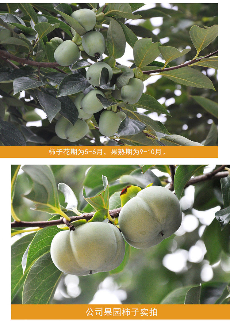 嫁接脆柿子树苗摘下即食特大日本甜柿子苗无核南北方种植当年结果太秋