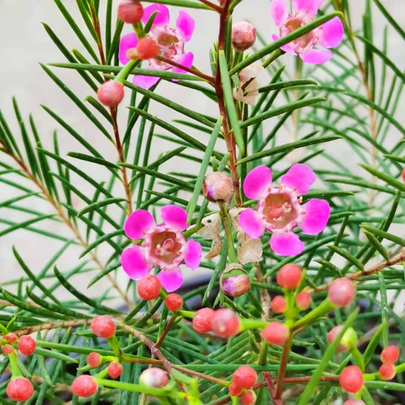 澳洲腊梅盆栽澳梅阳台多年生观花植物风蜡花金彩梅花3颜色白色满树是