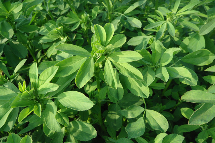 紫花苜蓿种子猪牛羊兔鱼饲料芽苗菜多年生四季耐寒南方北方牧草进口