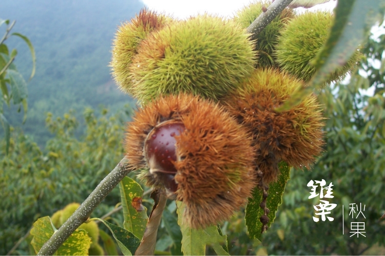 丨锥栗仁原香板栗子糯软香甜去壳即食无防腐140g