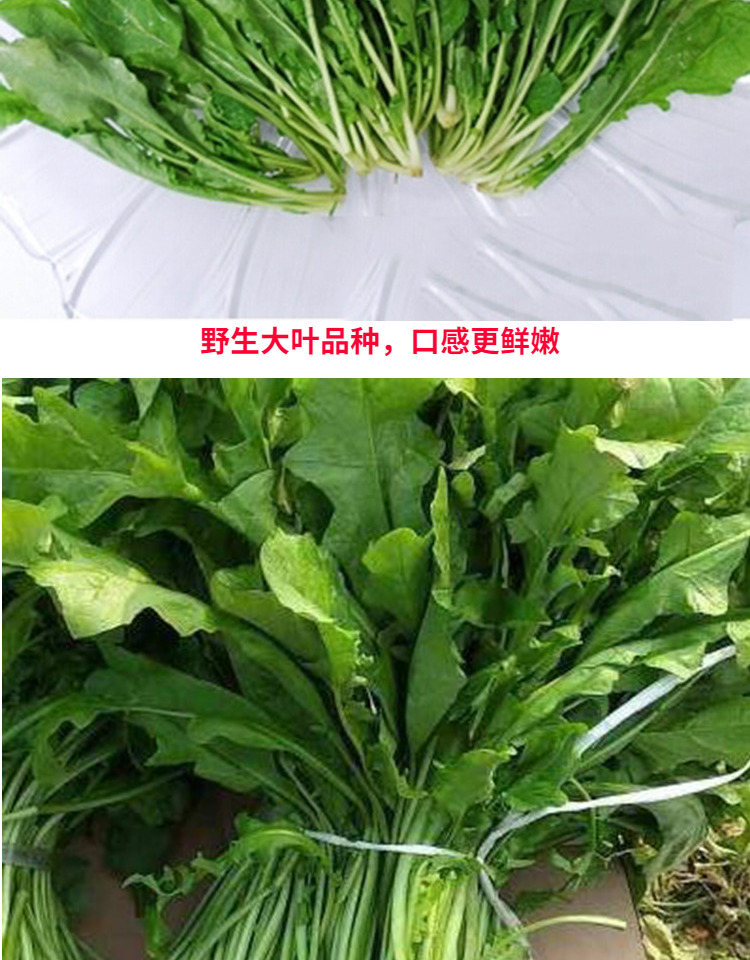 荠菜种子野生荠荠菜大叶野菜种籽阳台四季盆栽青菜蔬菜 大叶荠菜500克