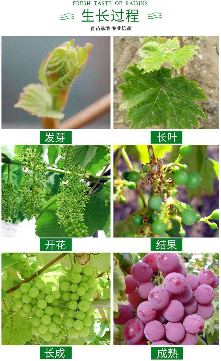 甜蜜蓝宝石葡萄苗 当年结果 新品种 篮宝石树 南北方种植兰宝石苗