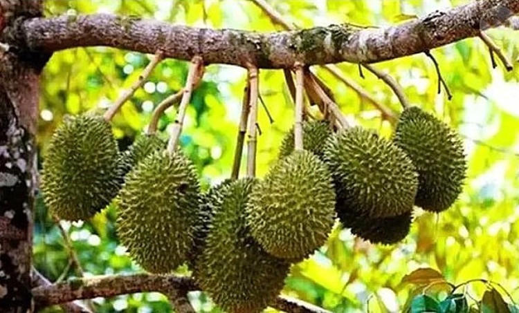 榴莲树苗盆栽地栽庭院阳台南方北方种植泰国榴莲果树苗尖竹一号三年苗