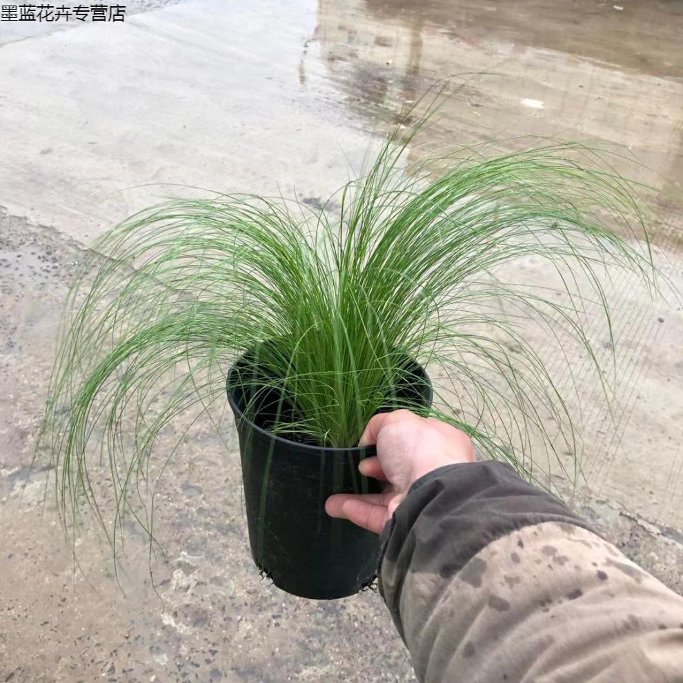 园艺 花境植物 墨西哥羽毛草1加仑盆栽大苗花园观叶植物多年生细茎