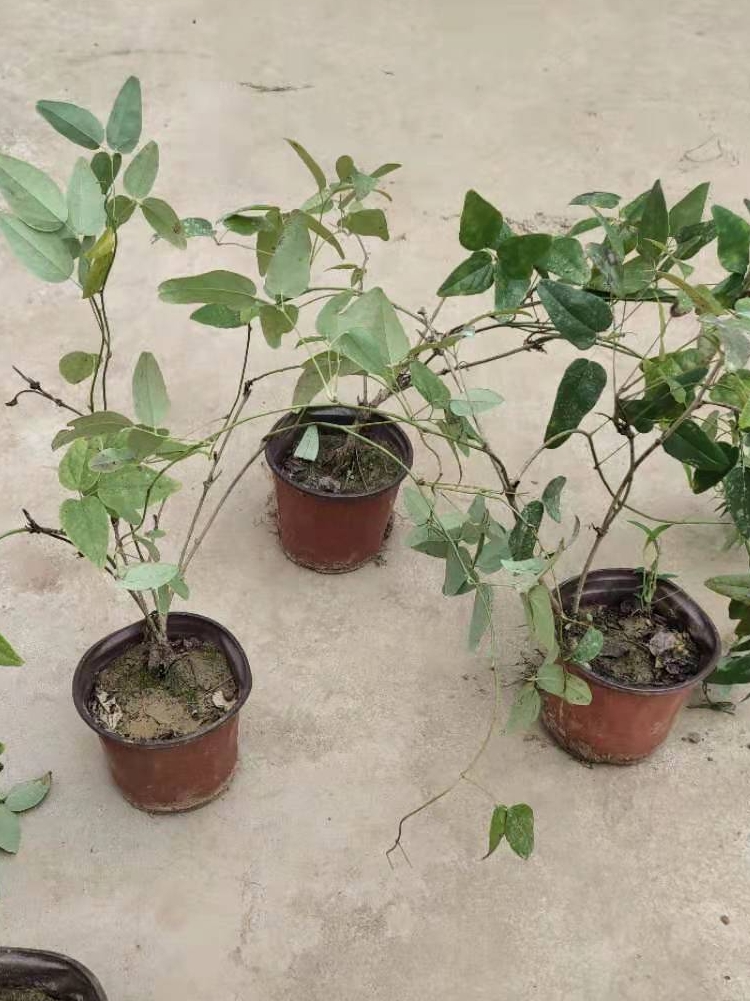 昊兰诺八月瓜果树苗当年结果野生八月瓜苗四季种植南方八月炸树苗三年