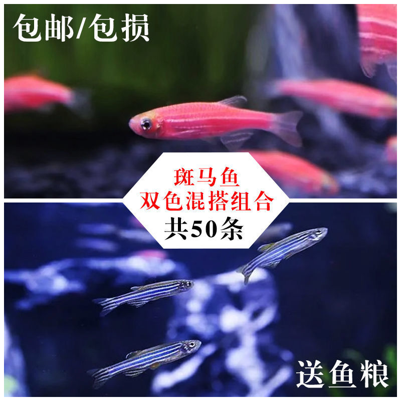 【京东推荐】小型热带鱼观赏鱼灯科鱼鱼群游鱼活体鱼红斑马鱼蓝斑马