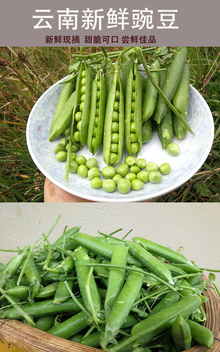 云南新鲜豌豆甜脆豌豆水果豌豆青豌豆甜豆农家种植现摘现发3斤装生鲜