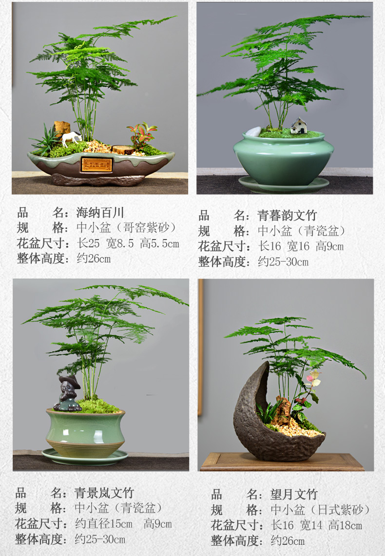 文竹盆景植物办公室内四季常青微景观绿植好养桌面摆件创意小盆栽厚德