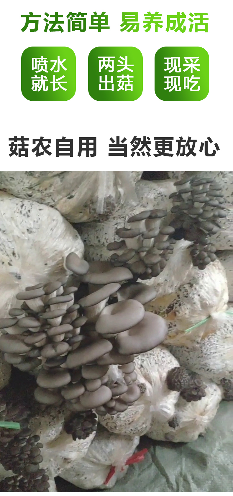5斤装蘑菇种植包 大包平菇菌种 家庭室内种植蘑菇菌棒