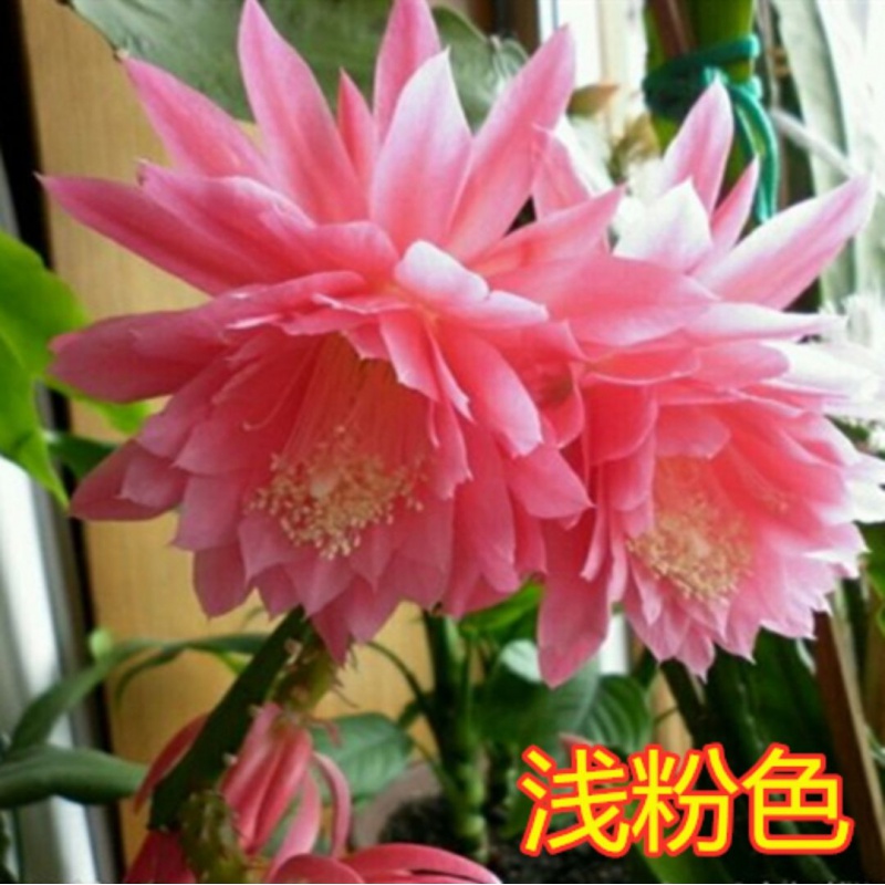 简牧 进口令箭荷花昙花大花重瓣品种带根苗红黄紫粉白
