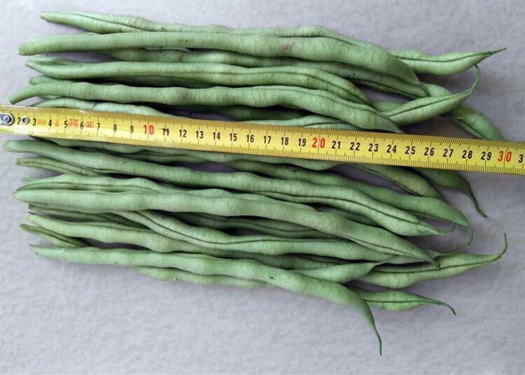红花白荚四季豆种子蔬菜种籽高产早熟春秋季播家庭基地芸豆角种孑九粒