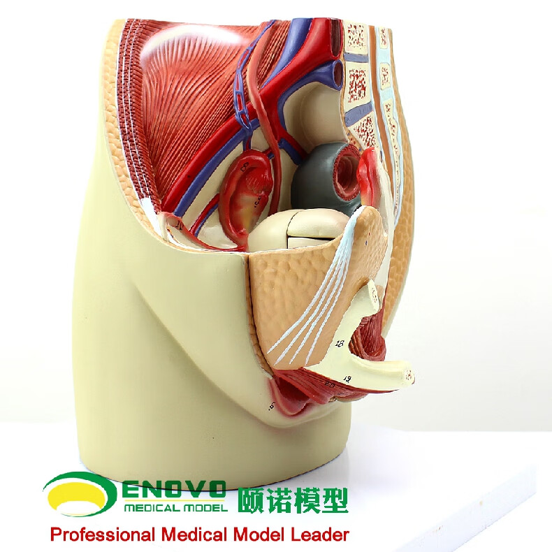 enovo颐诺女性盆腔解剖模型生殖泌尿子宫妇科医学模型骨盆模型盆底肌