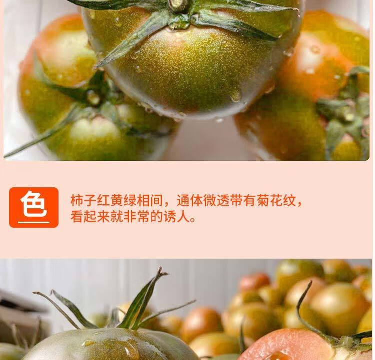 年货精选丹东草莓柿子5斤西红柿新鲜自然熟铁皮柿子盘锦碱地生吃水果