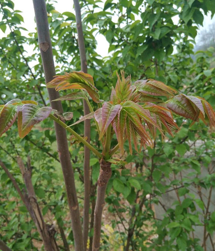 野生干香椿芽干货农家自晒制头茬嫩香椿湖北襄阳土特产香春菜250g
