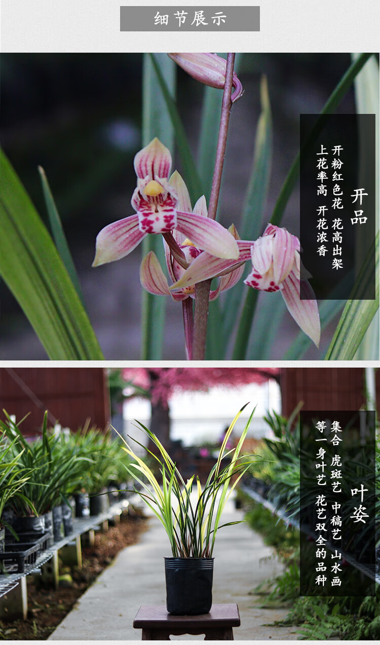 八宝奇珍 建兰四季兰名贵虎斑艺草浓香型兰花苗盆栽兰草 八宝奇珍5苗