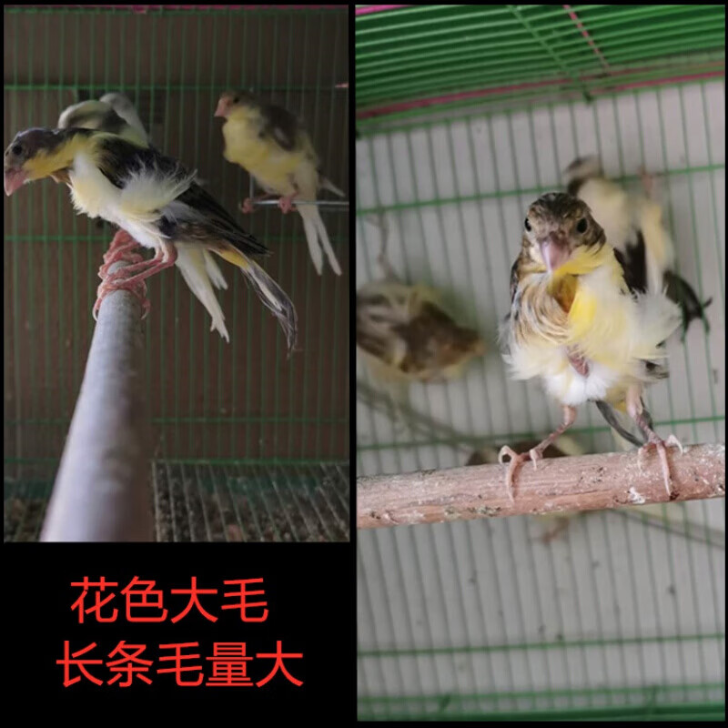 【店铺推荐】玉鸟活体辣椒红扬州黄桂皮马赛克大红袍小鸟 扬州黄小鸟