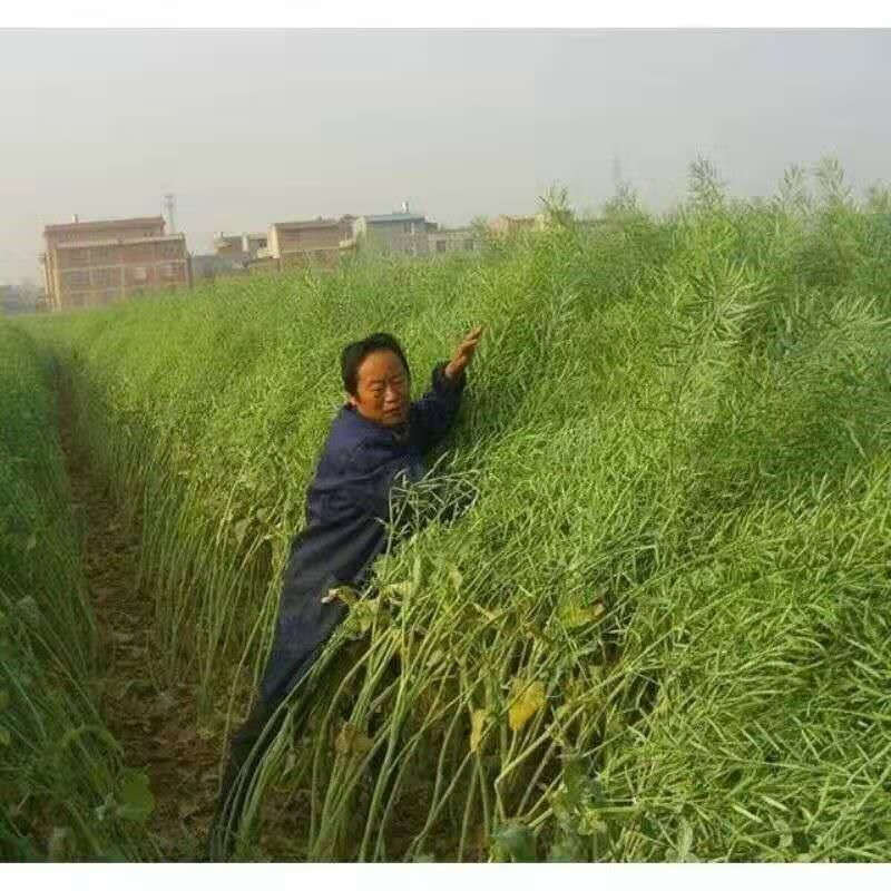 高产千斤王油菜籽老品种油菜种子榨油观赏菜籽早熟938观赏油菜花种子