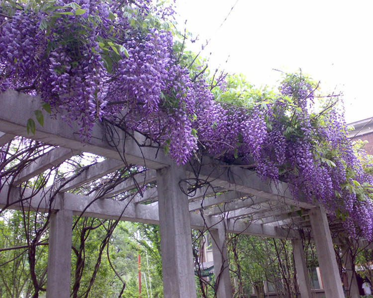 心之顺 普罗旺斯紫藤花树苗多花爬藤四季植物阳台庭院