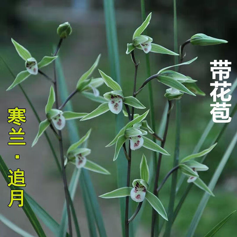 精选兰花苗带花苞名贵细叶寒兰浓香型盆栽室内绿植花卉好养活当年开花