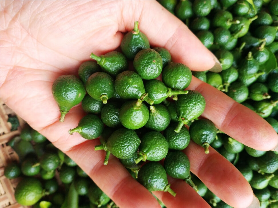 江门市新会陈皮小柑胎树剪陈年生晒柑胎仔小青柑胎果陈皮茶500g带蒂