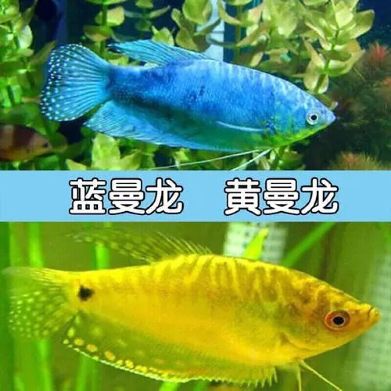 【京东推荐】观赏鱼胎生下崽鱼皮球玛丽鱼玛丽鱼曼龙鱼热带鱼宠物鱼