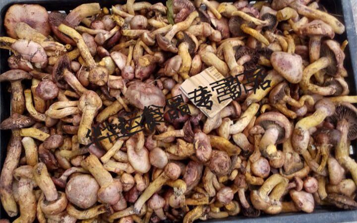 松伞蘑 东北特产 红蘑菇 肉蘑菇 松树伞蘑菇 红蘑 松蘑菇 食用菌250g