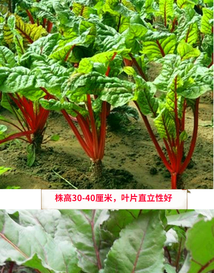 红根达菜种子红牛皮菜莙荙菜君达菜种籽盆栽蔬菜四季蔬菜播种红根达菜