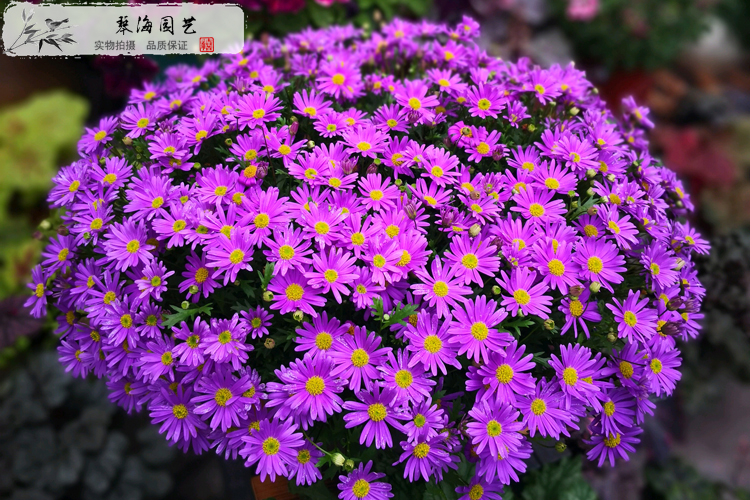室外庭院阳台窗台花卉花四季开花季小菊盆栽带花发紫色大盆一盆不含盆