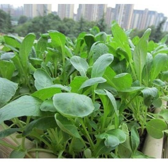 四季速生萝卜苗种子七天可吃易种娃娃菜水培有机芽苗菜秋冬季菜籽萝卜