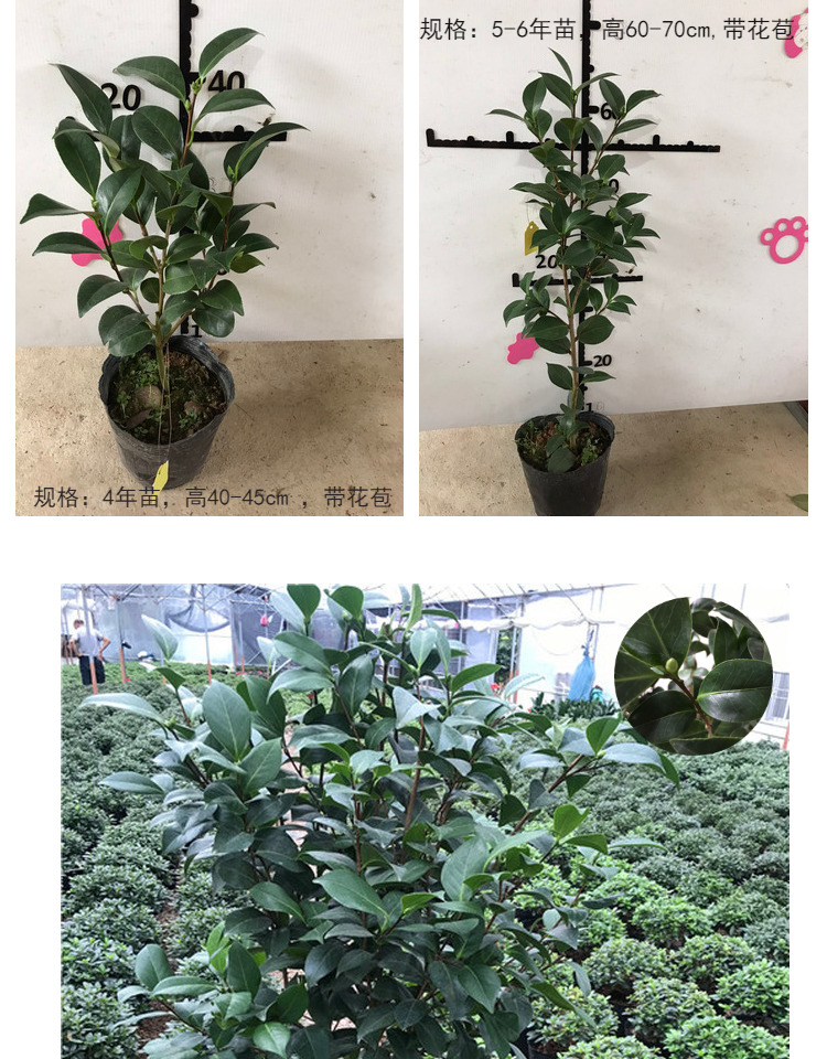 康寿桃美琳达茶花少有新品种山茶精品绿植花卉盆栽阳台植山茶11号嫁接