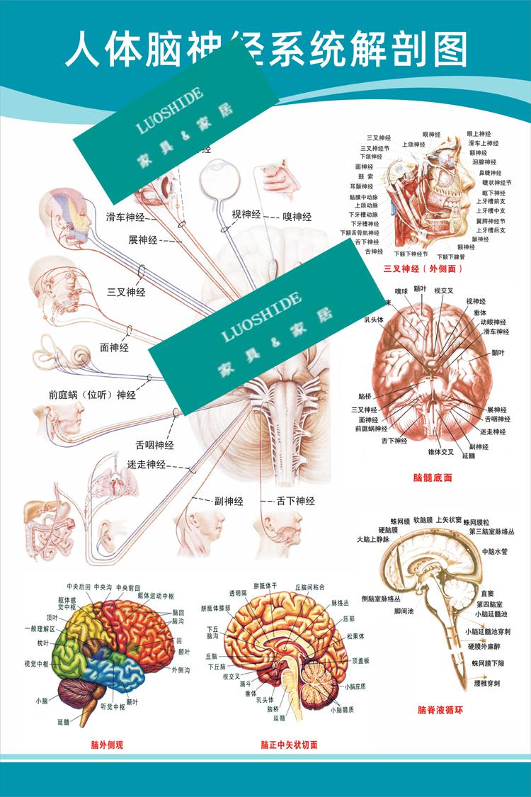 医院科室挂图医院科室头部脑神经人体解剖结构示意图大脑血液循环医学