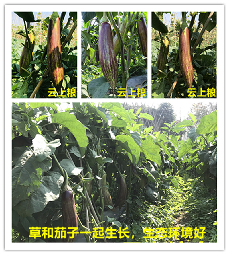 云南冰川茄子新鲜蔬名菜脆皮糯花茄特色餐厅酒店食材2500g