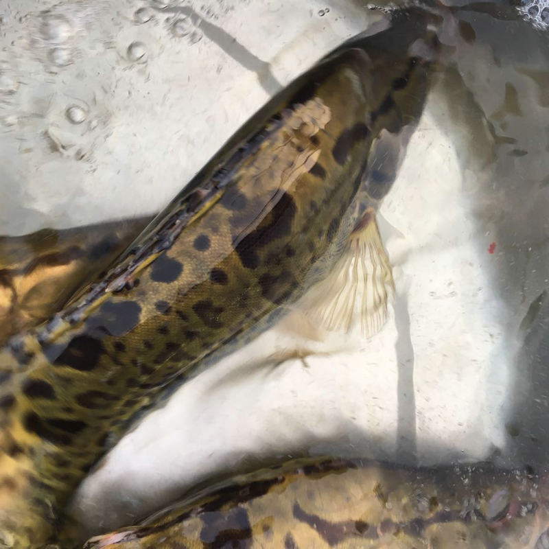 淡水河鳜鱼正宗桂鱼新鲜活季花鱼桂花鱼活体鳌花鱼 2斤【图片 价格